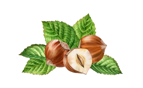 Ilustrasi warna air botani realistis penataan daun hazelnut. tiga kacang utuh dan setengah terisolasi komposisi tangan dicat, warna hijau krem coklat untuk desain label — Stok Foto