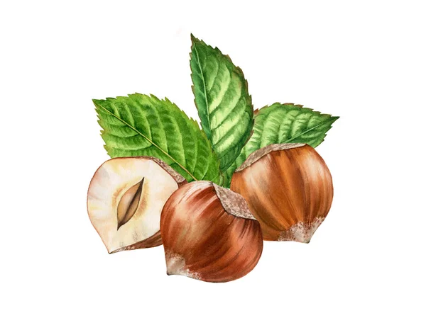 Ilustrasi warna air botani realistis penataan daun hazelnut. tiga kacang utuh dan setengah terisolasi komposisi tangan dicat, warna hijau krem coklat untuk desain label — Stok Foto