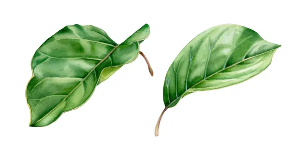 Acuarela botánica realista ilustración membrillo hojas brillante follaje verde aislado clipart mano dibujado, frutas exóticas frescas para el diseño de etiquetas de alimentos —  Fotos de Stock
