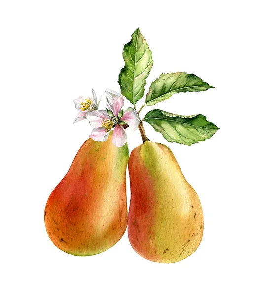 2つの梨の木の枝は白い花を咲かせる花、花、果物、葉と現実的な植物の水彩画のイラスト。熟したジューシーなエキゾチックな食品ゴールデンイエローピンクの手塗装孤立した食品ラベルデザイン — ストック写真