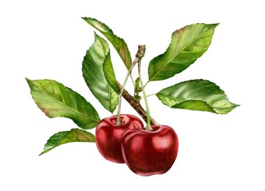 yaprakları kompozisyon gerçekçi botanik suluboya illüstrasyon ile kiraz meyve şube: iki bütün tatlı ekşi olgun sulu izole clipart el boyalı, gıda etiket tasarımı için egzotik gıda kırmızı yeşil