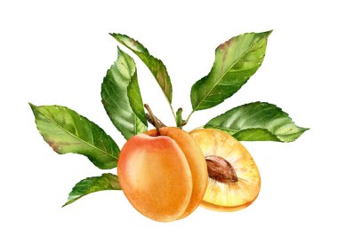 Gerçekçi botanik suluboya illüstrasyon kayısı meyve kompozisyon bırakır: bütün ve yarım dilim olgun sulu izole clipart el çizilmiş, taze egzotik gıda gıda etiket tasarımı için altın sarı yeşil