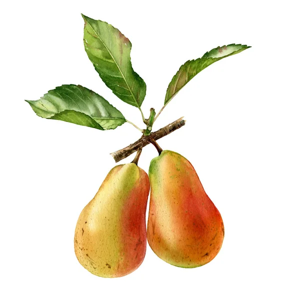 Dvě hrušky na větvi je realistická Botanická akvarel s celým ovocem a listím. zralých šťavnatých izolovaných klišových malovaných, čerstvé exotické potraviny zlatá žlutá zelená pro návrh jídel — Stock fotografie