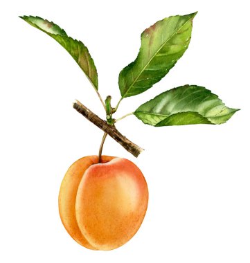 Bütün meyve ve yaprakları ile gerçekçi botanik suluboya illüstrasyon kayısı ağacı dalı. olgun sulu izole clipart el boyalı, taze egzotik gıda gıda etiket tasarımı için altın sarı yeşil