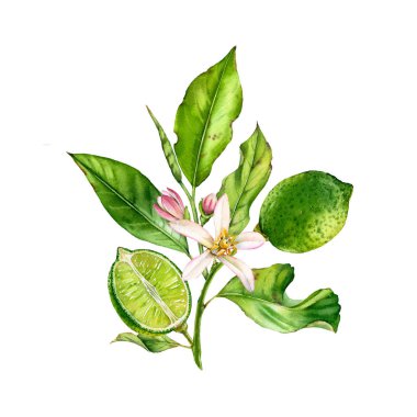 Çiçek yaprakları ile kireç meyve ağacı dalı. gerçekçi botanik suluboya kompozisyon: bütün ve yarım dilim narenciye, beyaz el taze tropikal gıda yeşil tasarım elemanı çizilmiş izole sanat