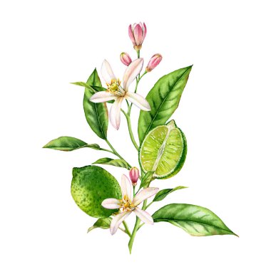 Çiçek yaprakları ile kireç meyve ağacı dalı. gerçekçi botanik suluboya kompozisyon: bütün ve yarım dilim narenciye, beyaz el taze tropikal gıda yeşil tasarım elemanı çizilmiş izole sanat