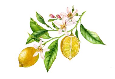 Çiçek yaprakları ile limon meyve ağacı dalı. gerçekçi botanik suluboya kompozisyon: bütün ve yarım dilim narenciye, beyaz el çizilmiş taze tropikal gıda sarı tasarım elemanı izole sanat