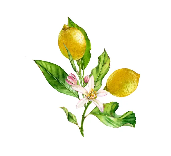 Ramo de árvore de fruto de limão com folhas de flores. ilustração aquarela botânica realista: dois citrinos inteiros, obras de arte isoladas sobre mão branca desenhado fresco tropical alimento amarelo design elemento — Fotografia de Stock