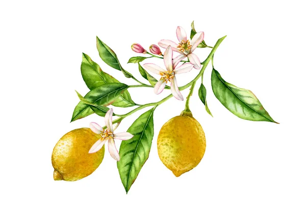 花の葉とレモン果樹の枝。現実的な植物の水彩画の組成物:2つの全体の柑橘類、白い手に孤立したアートワークは、新鮮な熱帯食品黄色のデザイン要素を描きました — ストック写真