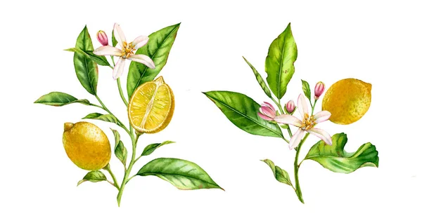 레몬 꽃 과일 나무 분기 세트 .현실적인 식물 수채화 구성 : 전체 및 반 슬라이스 감귤류, 잎, 흰색 손으로 그려진 신선한 열대 노란색 디자인 요소에 두 개의 고립 된 꽃다발 — 스톡 사진