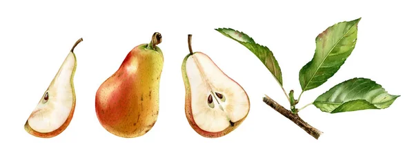 Ροζ αχλάδια φρούτα μισού slice κομμένα ρεαλιστικά βοτανικών υδατογραφήματα εικόνα σύνολο με φύλλα κλαδί δέντρου. ώριμο ζουμερό απομονωμένο ζωγραφισμένο στο χέρι, φρέσκο εξωτικό φαγητό χρυσαφί κίτρινο πράσινο για το σχεδιασμό της ετικέτας τροφίμων — Φωτογραφία Αρχείου