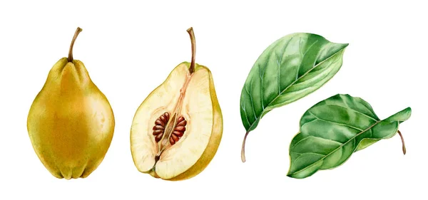 Ilustrasi warna air botani yang realistis daun buah quince: seluruh dan setengah irisan irisan potongan tangan terisolasi yang digambar, makanan tropis segar eksotis hijau kuning untuk desain label makanan — Stok Foto