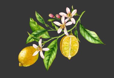 Çiçek yaprakları ile limon meyve ağacı dalı. gerçekçi botanik suluboya kompozisyon: bütün ve yarım dilim narenciye, siyah gri el çizilmiş taze tropikal gıda sarı tasarım izole sanat