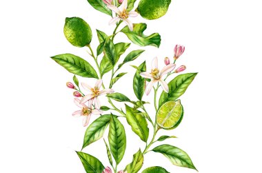 Çiçekler ile kireç meyve dalı sorunsuz sınır gerçekçi botanik suluboya kompozisyon: narenciye yaprakları beyaz el taze tropikal gıda yeşil tasarım öğesi çizilmiş izole sanat yaprakları