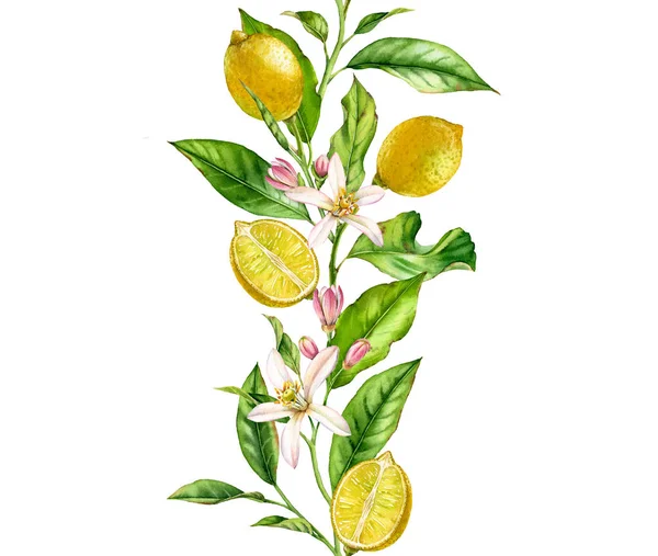 Rama de fruta de limón con flores borde sin costuras composición botánica realista acuarela: dos hojas de cítricos enteros ilustraciones aisladas en blanco dibujado a mano alimentos tropicales frescos elemento de diseño amarillo — Foto de Stock