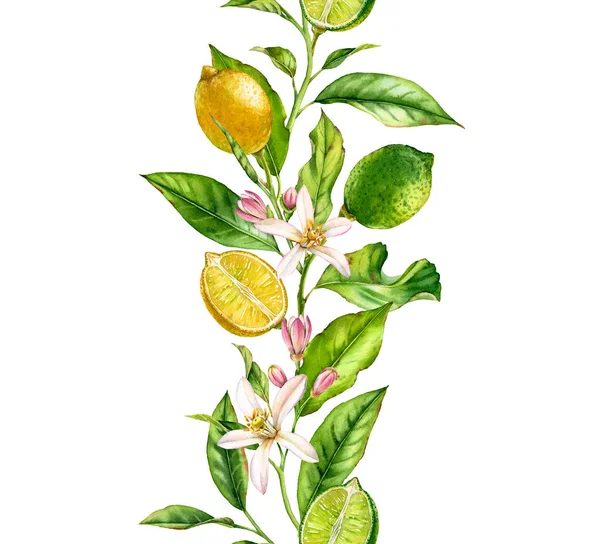 Limón rama de la fruta de lima con flores borde sin costuras realista composición de acuarela botánica: hojas de cítricos ilustraciones aisladas en blanco dibujado a mano alimentos tropicales frescos verde amarillo elemento de diseño — Foto de Stock