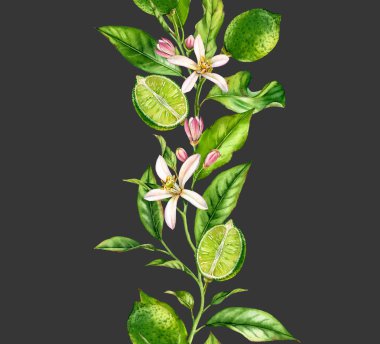 Çiçekler ile kireç meyve dalı sorunsuz sınır gerçekçi botanik suluboya kompozisyon: narenciye ağacı koyu gri el taze tropikal gıda yeşil tasarım öğesi çizilmiş izole sanat yaprakları