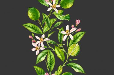 Çiçekler ile kireç meyve dalı sorunsuz sınır gerçekçi botanik suluboya kompozisyon: narenciye ağacı koyu gri el taze tropikal gıda yeşil tasarım öğesi çizilmiş izole sanat yaprakları