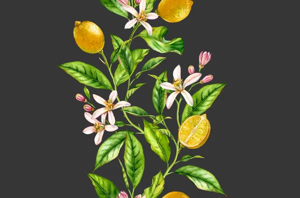 Citroen fruit tak met bloemen naadloze grens realistische botanische aquarel samenstelling: Citrus boom verlaat geïsoleerde artwork op donker grijze hand getrokken vers tropisch voedsel gele design element — Stockfoto