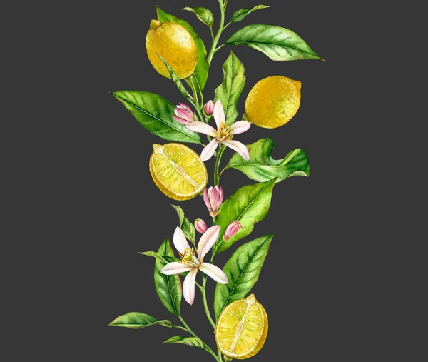 Lemon fruit branch with flowers seamless border realistic botanical watercolor composition: citrus leaves isolated artwork on dark grey hand drawn fresh tropical food yellow design element