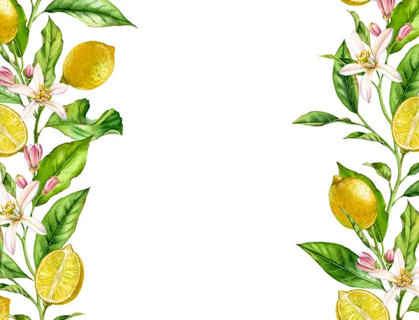 꽃 가로 프레임 현실적인 식물 수채화 배너 레몬 과일 분기 : 감귤나무 잎 텍스트 라벨에 대한 흰색 손으로 그린 신선한 열대 식품 디자인 배열에 고립 된 작품을 나뭇잎 — 스톡 사진