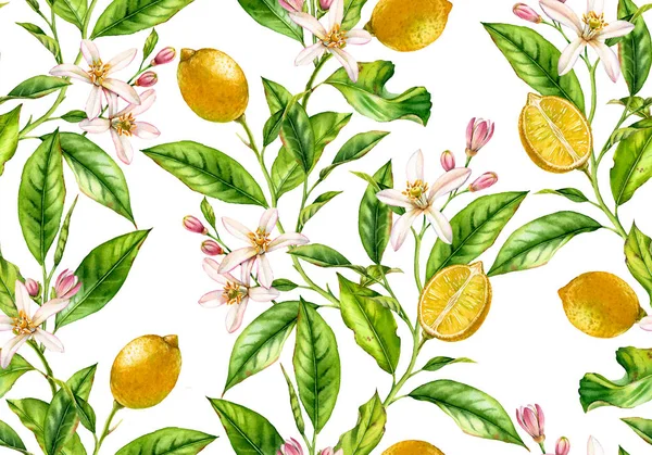 Frutti di limone senza soluzione di continuità ramo d'albero con fiori realistico disegno botanico superficie floreale: intere foglie di agrumi metà isolato opere d'arte su bianco disegnato a mano per carta da parati tessile — Foto Stock