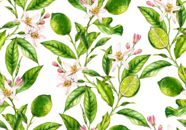 Çiçekler gerçekçi botanik çiçek yüzey tasarımı ile kireç dalı dikişsiz desen suluboya meyve ağacı: tüm yarım narenciye tekstil duvar kağıdı için çizilmiş beyaz el izole sanat yaprakları