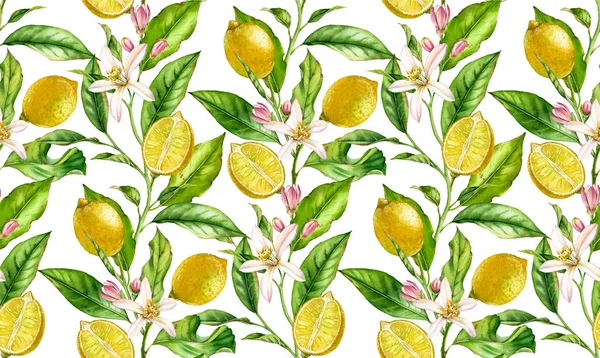 꽃 현실적인 식물 꽃 표면 디자인 레몬 과일 원활한 패턴 수채화 나무 분기 : 전체 반 감귤류 잎 섬유 벽지 그린 흰색 손에 고립 된 작품을 — 스톡 사진