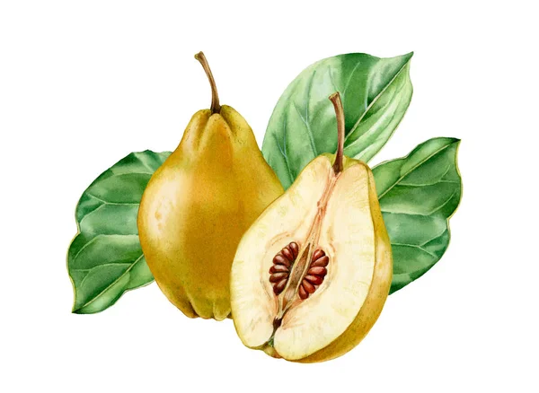 Acuarela botánica realista ilustración membrillo hojas de fruta composición: entero y media rebanada madura jugosa clipart aislado dibujado a mano, alimentos exóticos frescos verde amarillo dorado para el diseño de etiquetas de alimentos — Foto de Stock