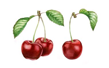 kiraz meyve koleksiyonu gerçekçi botanik suluboya illüstrasyon bırakır: tüm tatlı ekşi olgun sulu sulu set izole clipart el boyalı, gıda etiket tasarımı için taze egzotik gıda kırmızı yeşil