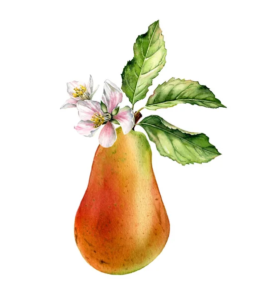 梨の果樹の枝は、花の葉と現実的な植物の水彩花のイラストを咲く白い花を咲かせます。熟したジューシーなエキゾチックな食品ゴールデンイエローピンクの手塗装孤立した食品ラベルデザイン — ストック写真