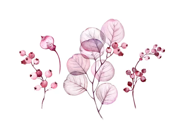 Акварель Прозорий квітковий набір ізольований на білій колекції листя, ягід, гілок колекції в пастельно-рожевій, сірій, фіолетовій, фіолетовій, ботанічній ілюстрації колекції елементів весільного дизайну — стокове фото