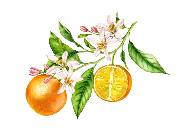 Orangenzweig mit Blütenblättern. realistische botanische Aquarell florale Komposition: blühende halbe Scheibe Zitrusfrüchte, isolierte Kunstwerke auf weißem handgezeichneten exotischen Lebensmittel-Design-Element — Stockfoto