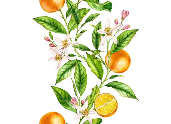 Çiçekler gerçekçi botanik çiçek yüzey tasarımı ile Portakal meyve dikişsiz sınır ağacı dalı: bütün yarım narenciye yaprakları tekstil duvar kağıdı için çizilmiş beyaz el izole