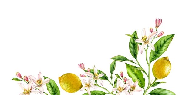 Rama de limón composición esquina inferior. Ilustración realista de acuarela botánica con árbol de cítricos y flores, diseño floral aislado dibujado a mano en blanco — Foto de Stock