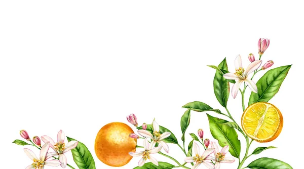 Oranje fruit tak bottom hoek compositie. Realistische botanische aquarel illustratie met citrus boom en bloemen, hand getekende geïsoleerde bloemdessin op wit. — Stockfoto