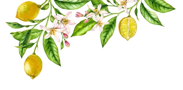 Lemon Fruit gałąź górnej kompozycji narożnika. Realistyczne botaniczny akwarela ilustracja z Drzewa cytrusowego i kwiatów, ręcznie rysowane na białym tle kwiatowy wzór — Zdjęcie stockowe