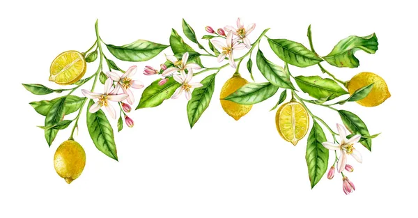 Limon meyve dalı çerçeve kompozisyon. Narenciye ağacı ve çiçekleri ile gerçekçi botanik suluboya illüstrasyon, beyaz elle çizilmiş izole çiçek tasarımı — Stok fotoğraf
