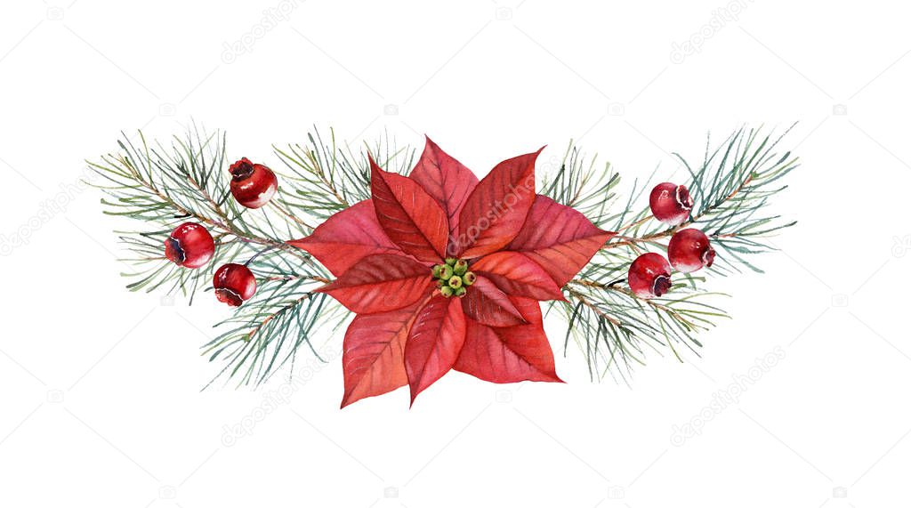 Christmas watercolor arrangement. Hand painted illustration with poinsettia flower, pine tree, red berries. Winter holiday background isolated on white for greeting card and wrapping paper