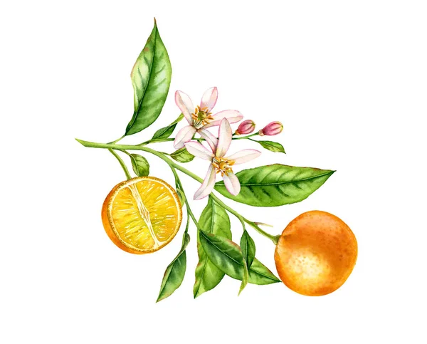 Orange fruit branch with flowers. Realistic botanical watercolor illustration with half slice citrus, hand drawn isolated floral design on white for food label — Stock Photo, Image