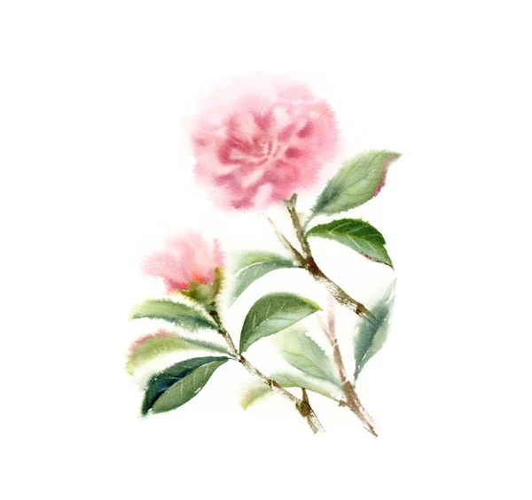 Aquarelle branches d'arbre Camellia avec deux fleurs roses et feuilles. Illustration florale dessinée à la main isolée sur blanc pour la conception de papeterie de mariage, impression de carte et bannières — Photo