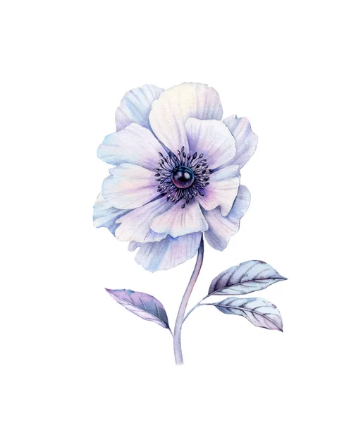 Aquarelle anémone blanche avec perle noire à l'intérieur. Illustration botanique peinte à la main avec une fleur violette réaliste. isolé sur l'élément de conception blanche pour la papeterie de mariage, impression de carte, bannières — Photo