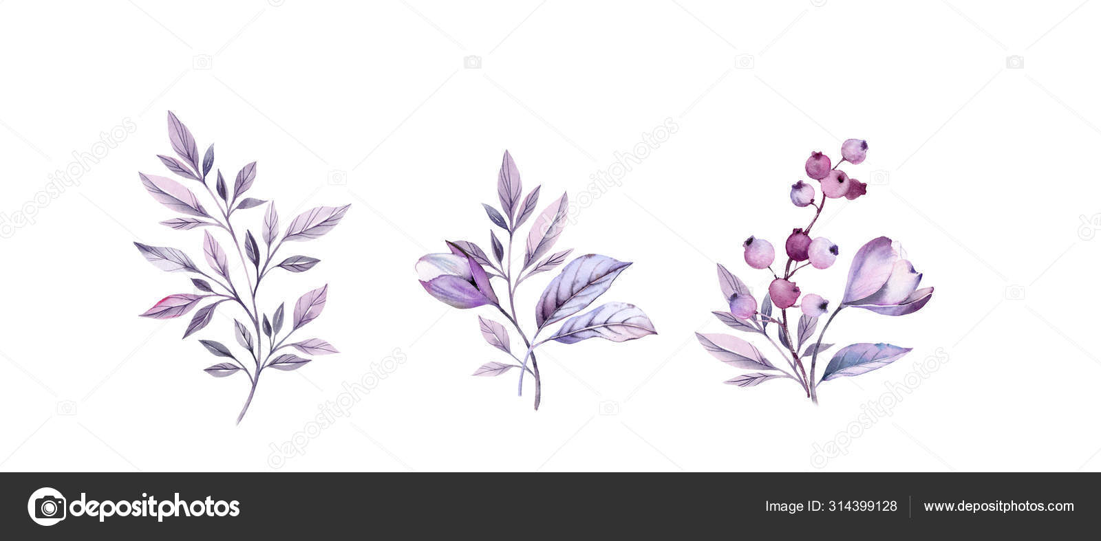 水彩紫色の花束セット 手描きのリアルな植物イラストバンドル 白い花 葉 結婚式の文房具用のベリー カード印刷 バナーに隔離されています ストック写真 C Akvarelldesign