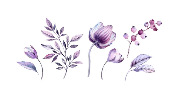 Aquarel paarse anemonen bloemen illustraties set. Handgeschilderde realistische botanische bundel. geïsoleerd op witte bloemen, bladeren, bessen voor bruiloft briefpapier, kaart afdrukken, banners — Stockfoto