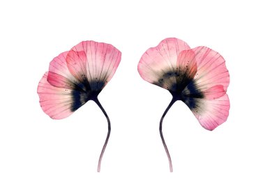 Suluboya Poppy. Beyazda izole edilmiş şeffaf büyük çiçekler. İki bitki seti. Detaylı taç yapraklarıyla elle boyanmış sanat eserleri. Kartlar için botanik illüstrasyon, düğün tasarımı