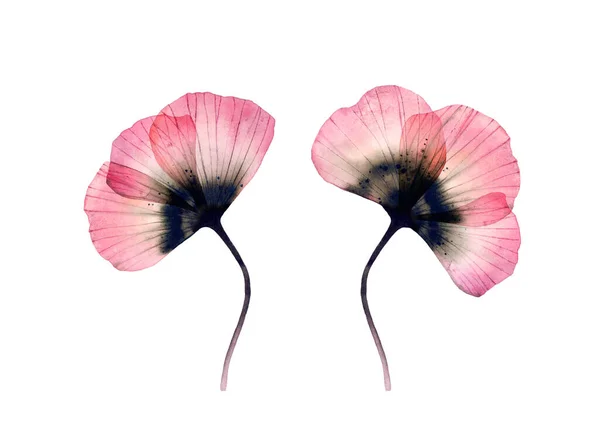 Poppy aquarelle. Grandes fleurs transparentes isolées sur blanc. Ensemble de deux plantes. Oeuvre peinte à la main avec pétales détaillés. Illustration botanique pour cartes, conception de mariage — Photo