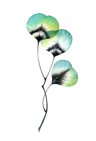 Akvarell gren med turkosa blad. Transparent abstrakt växt isolerad på vitt. Handmålat konstverk med boho stil träd. Realistisk botanisk illustration — Stockfoto