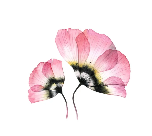 Tulipas Aquarela. Flores grandes transparentes isoladas em branco. Conjunto de duas plantas. Arte pintada à mão com pétalas detalhadas. Ilustração botânica para cartões, design de casamento — Fotografia de Stock