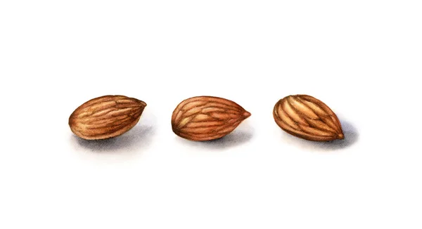 Watercolor almonds. Realistic botanical illustration with peeled almond fruits. Set of three nuts. Hand painted isolated clipart. Food illustration in brown beige color for label design — Stock Photo, Image