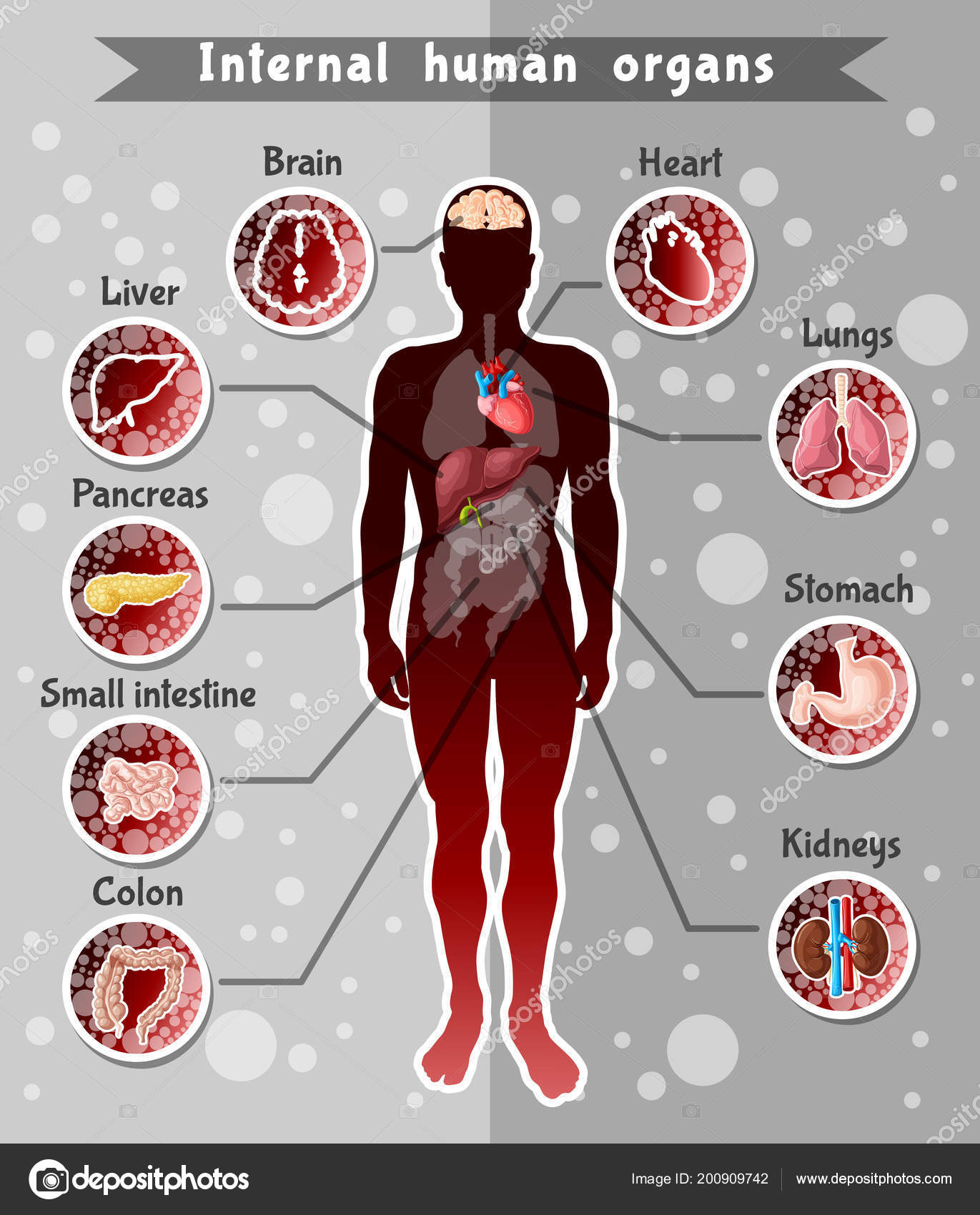 Organ Location Biology Diagrams